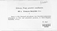 Uromyces dactylidis image